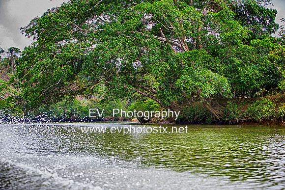 12EV6585 (Copy)