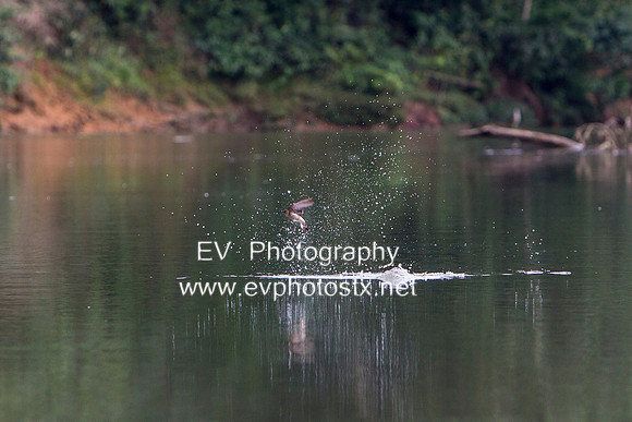 12EV6865 (Copy)