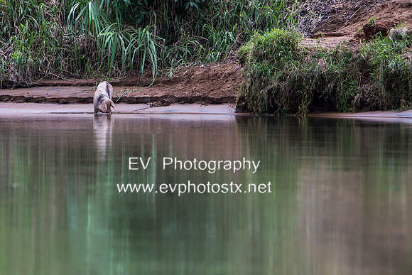 12EV6899 (Copy)