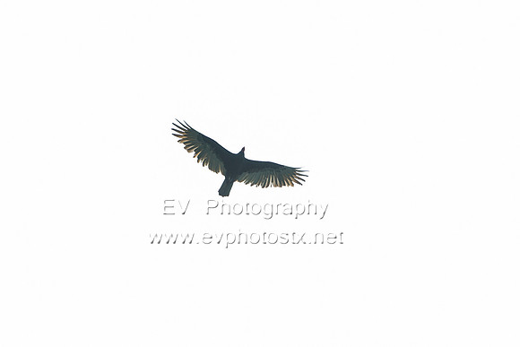 12EV6928 (Copy)