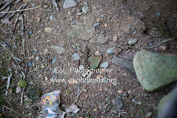 12EV7194 (Copy)
