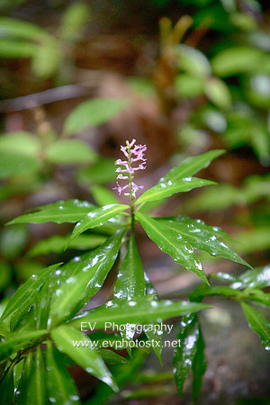 12EV7598 (Copy)