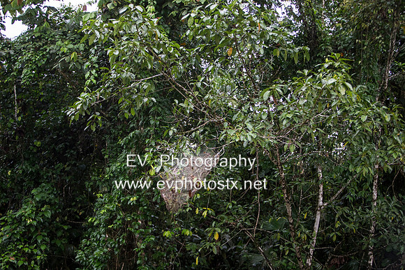 12EV7642 (Copy)