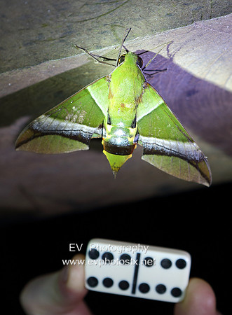 12EV7932 (Copy)