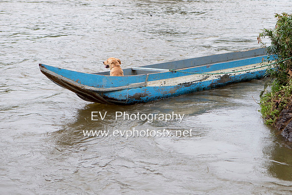 12EV7950 (Copy)