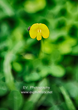 12EV8010 (Copy)